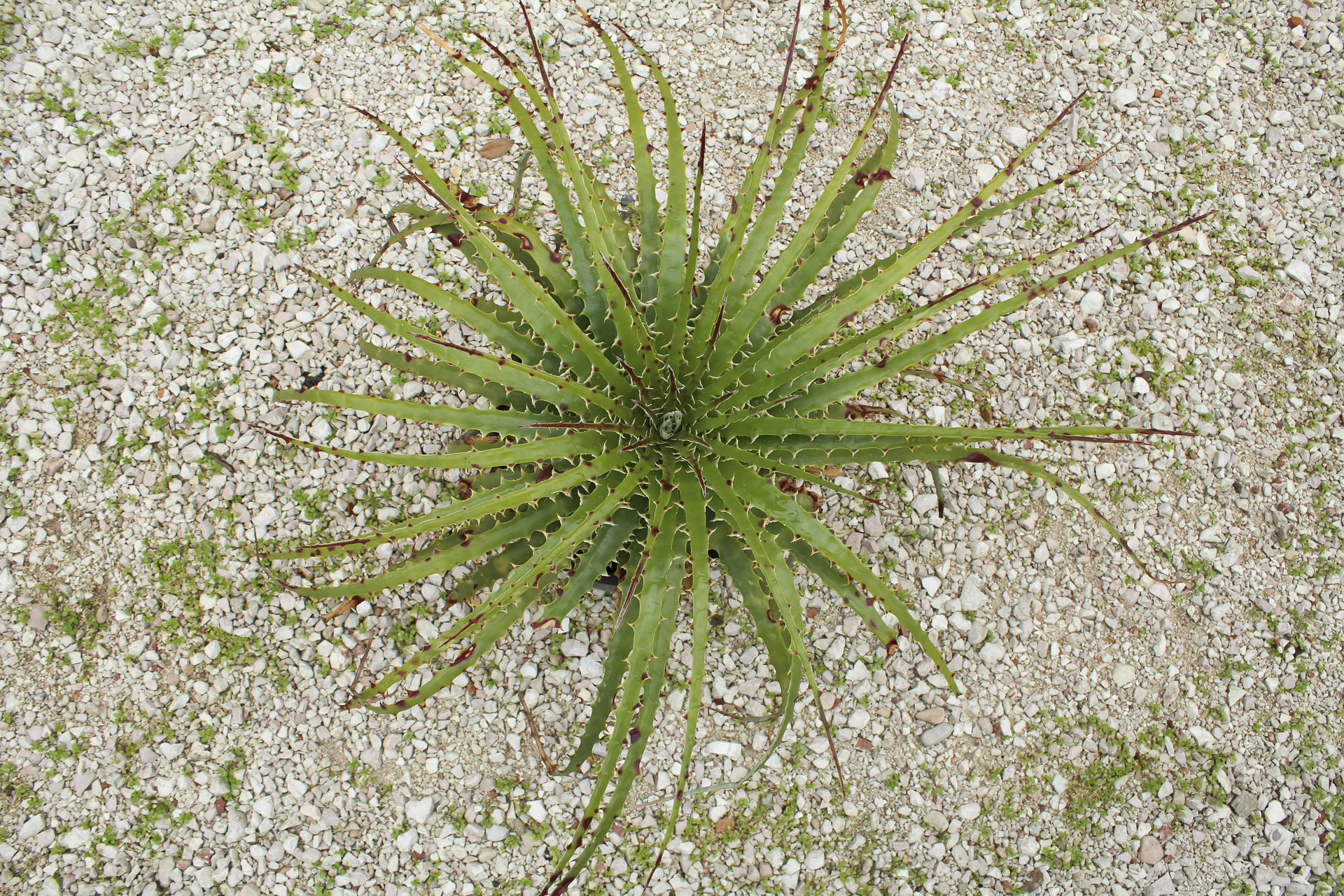 Bromeliaceae Hechtia Texensis (sin.H:Scariosa) 