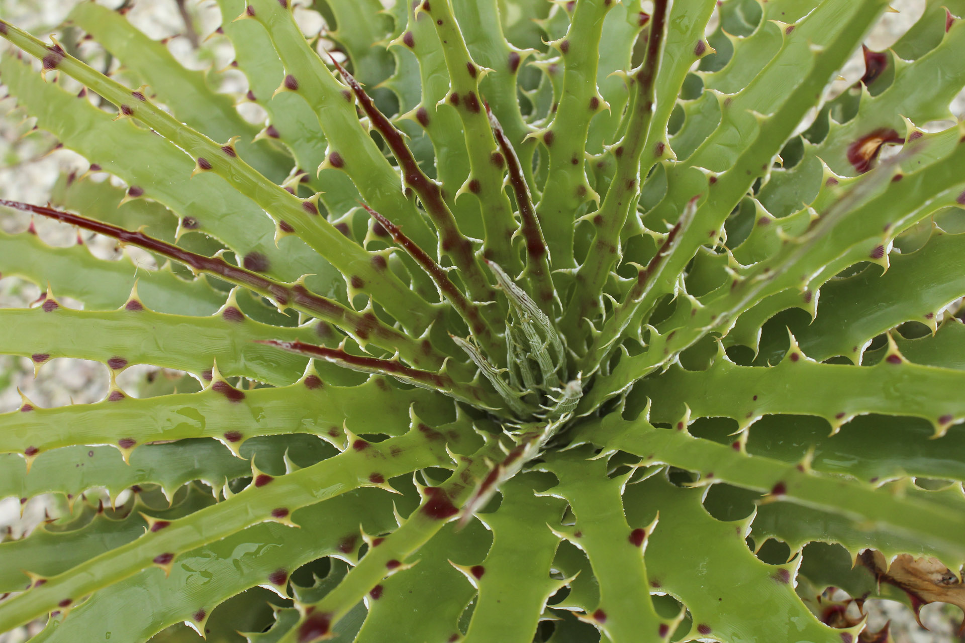 Bromeliaceae Hechtia Texensis (sin.H:Scariosa) 