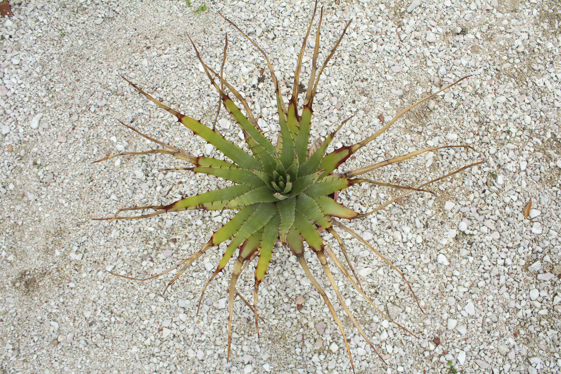 Bromeliaceae Hechtia Sp. Loc.Tehuacan Oax - Mx