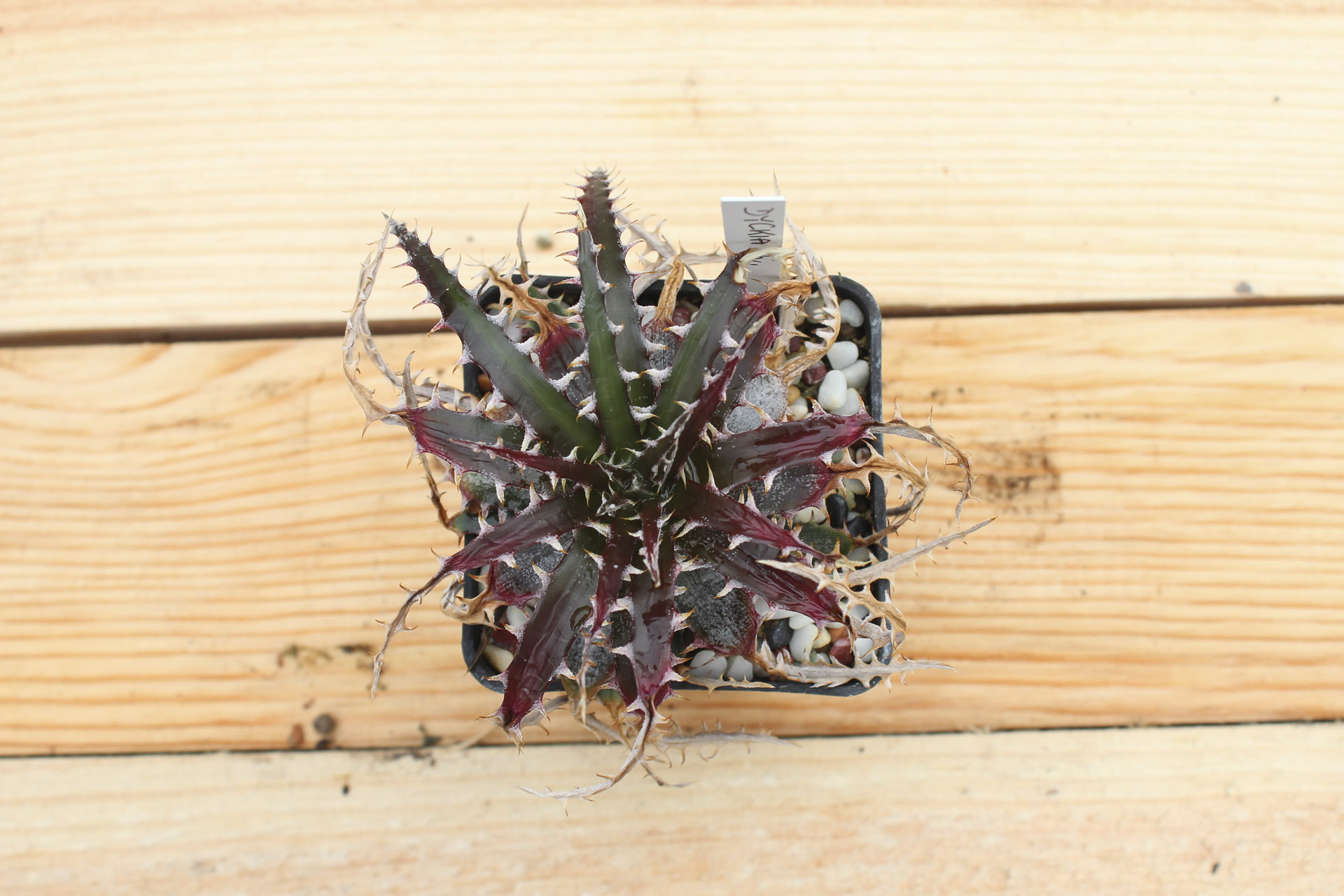 Bromeliaceae Dyckia Sp. 2 