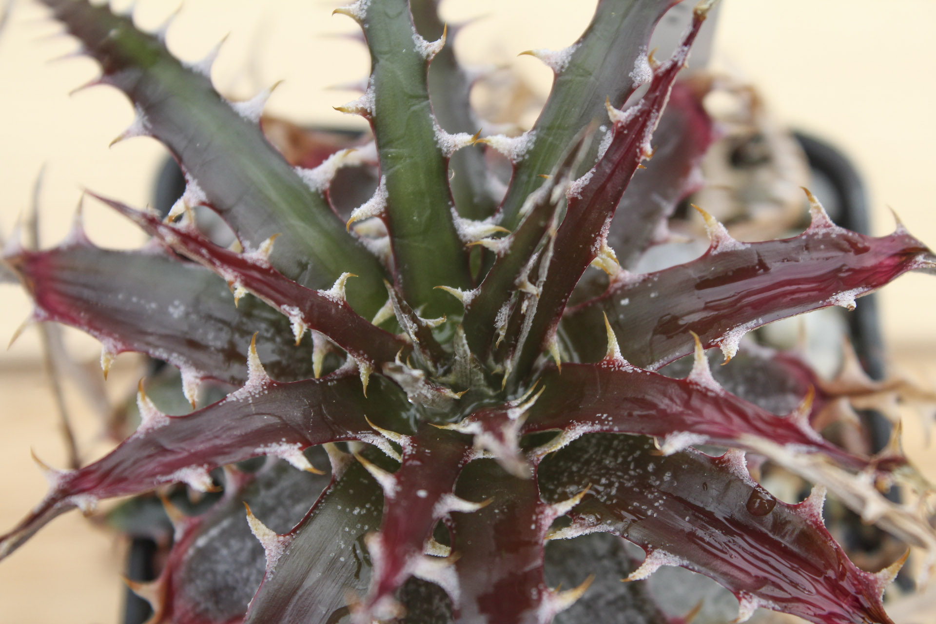 Bromeliaceae Dyckia Sp. 2 
